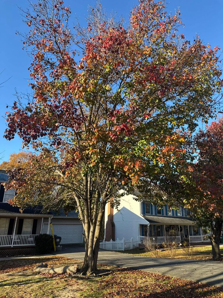 All Photos for Branch Out Tree Care LLC in Fredericksburg, VA