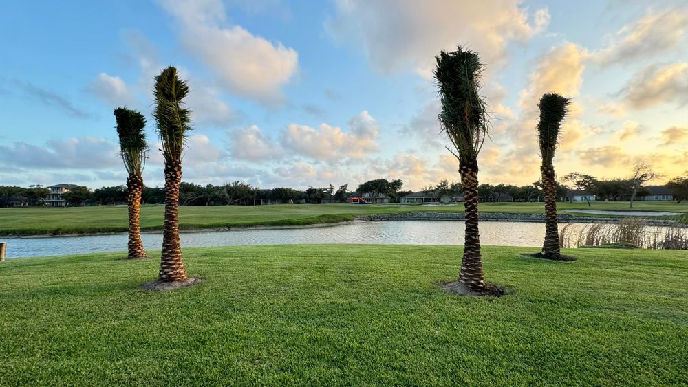 All Photos for CRM Palm & Landscaping in Rockport, TX