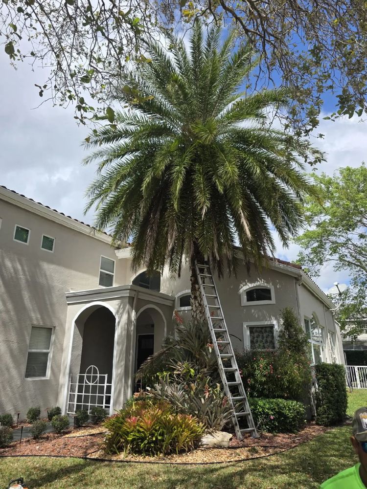Enhance your landscape's beauty and safety with our Palm Tree Strapping service. It complements tree trimming by securing fragile palms against strong winds, ensuring health and stability while preventing storm damage. for Bridgewater Arbor Care LLC in Jupiter, FL
