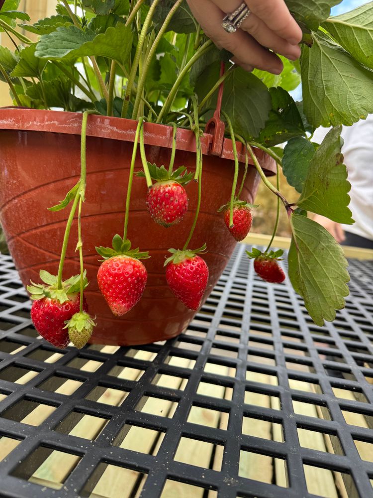 All Photos for Southern Roots Tree Farm in Crystal River, FL