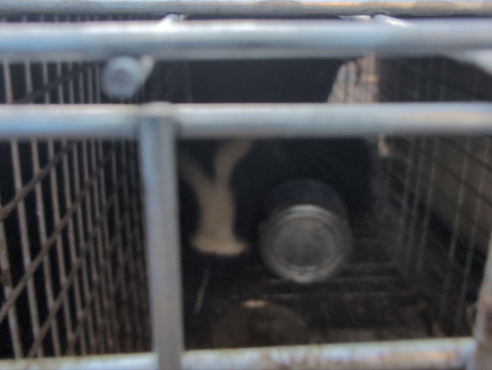 All Photos for Topper's Wildlife Removal in Garland, TX