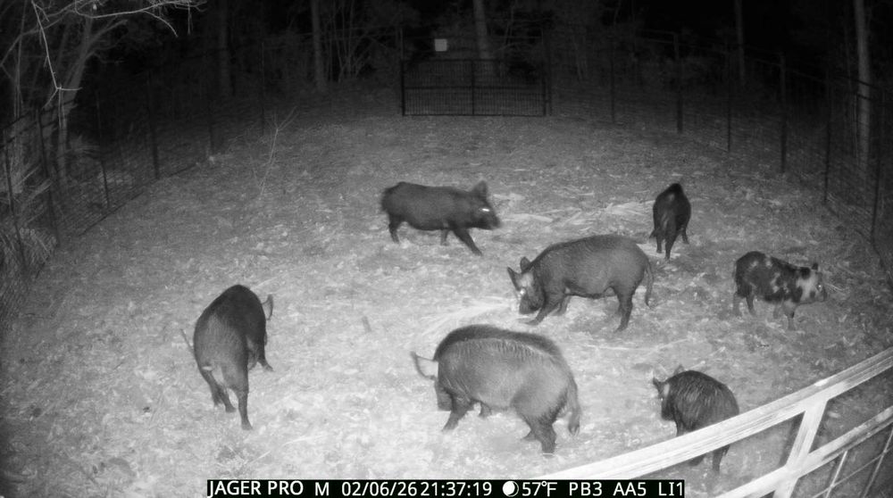 All Photos for Havoc Hog Control in Molino, FL