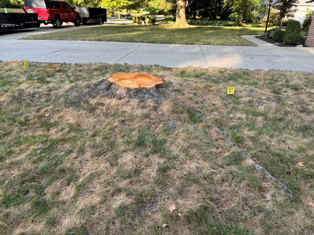 All Photos for Conrad's Stump Removal in Columbus, IN