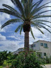 All Photos for ASAP Tree Service in Sebastian, FL