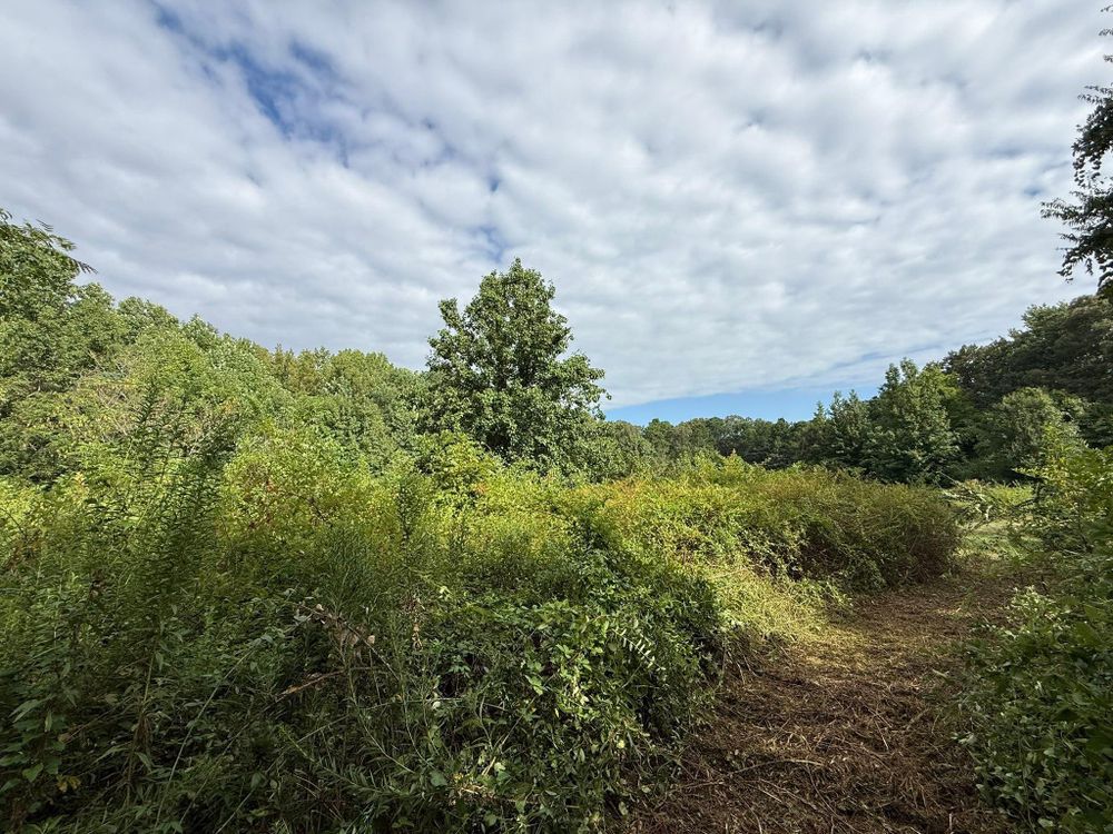 All Photos for Mud Creek Vegetation Management in Russellville, AL