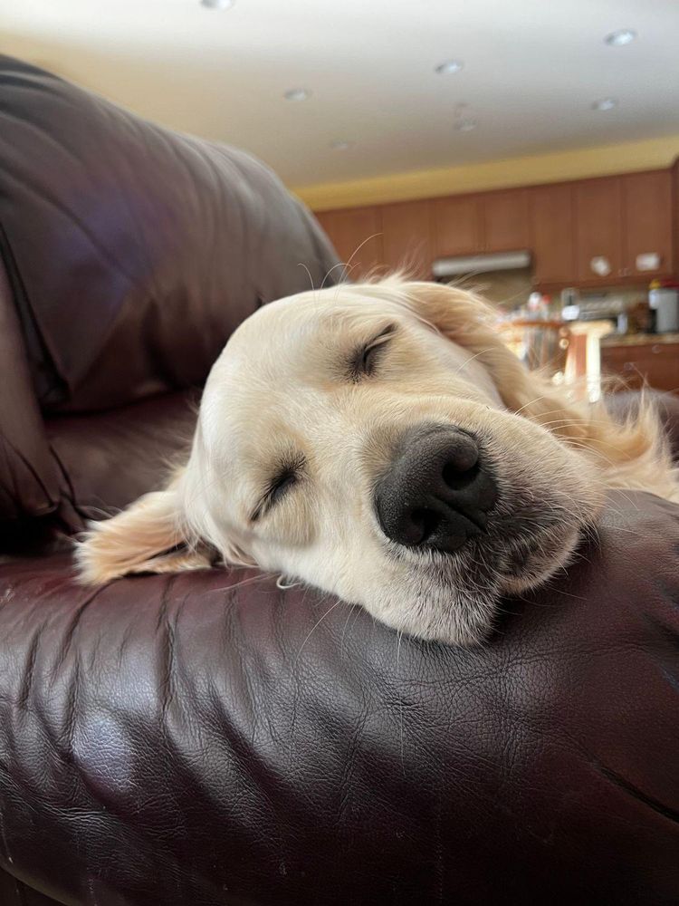 All Photos for Dumbo's Doggy Doors in City of Sammamish, WA