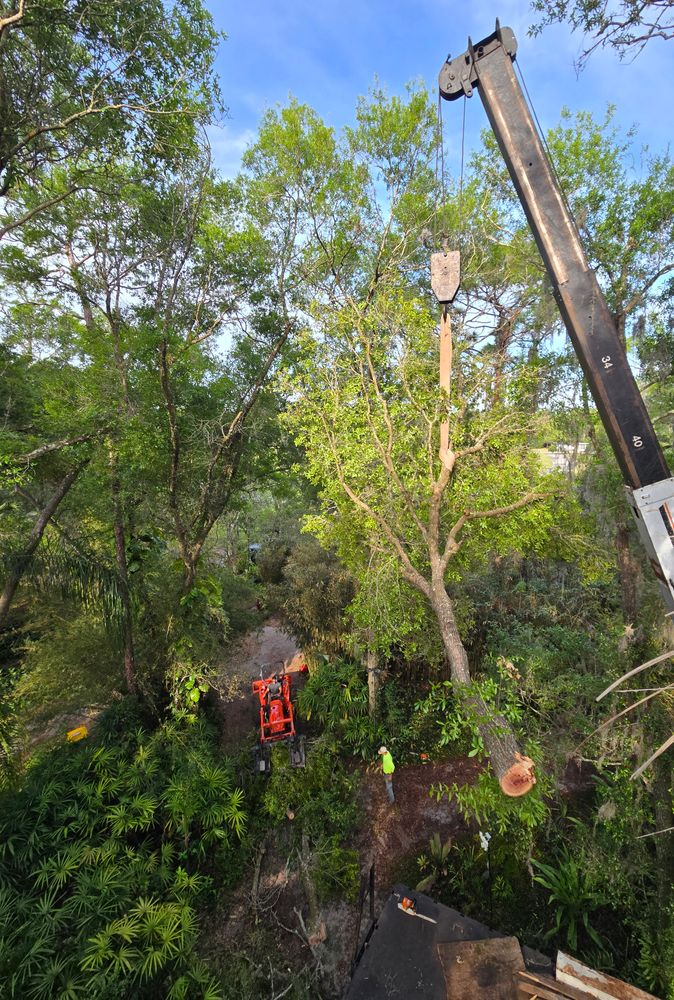 All Photos for Near Me Tree Service, Inc. in DeLand, FL