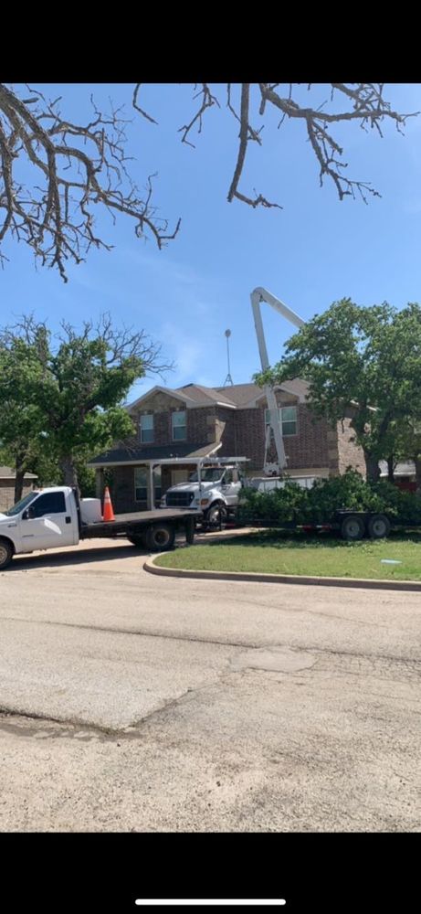 Tree Removal for Rollins Tree Service in Eastland, TX