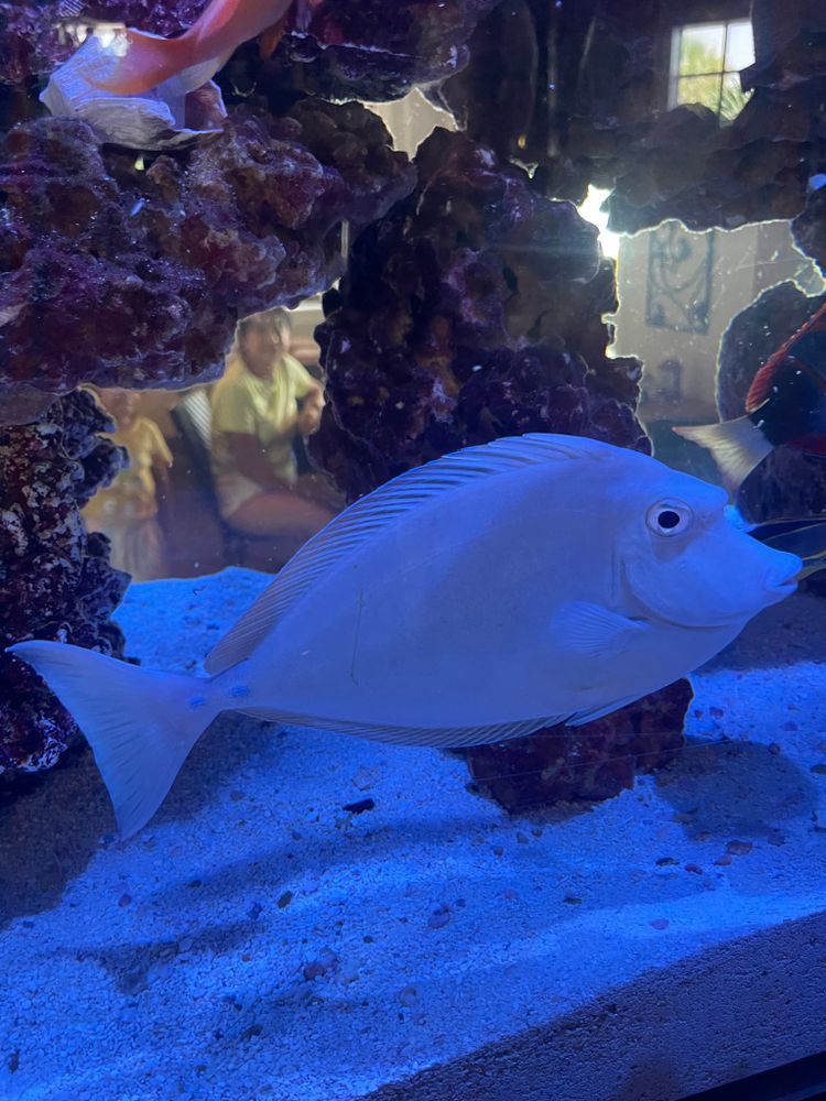 Marine Fish for Aquariums by Sharyn in The State of Florida, FL