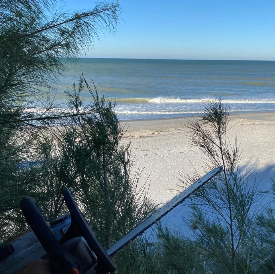 Tree Removal for Alpha Trees Service and Property Management in Port Charlotte, FL