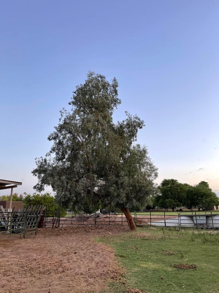 All Photos for Oliver L. Palm & Tree services in Yuma County, AZ