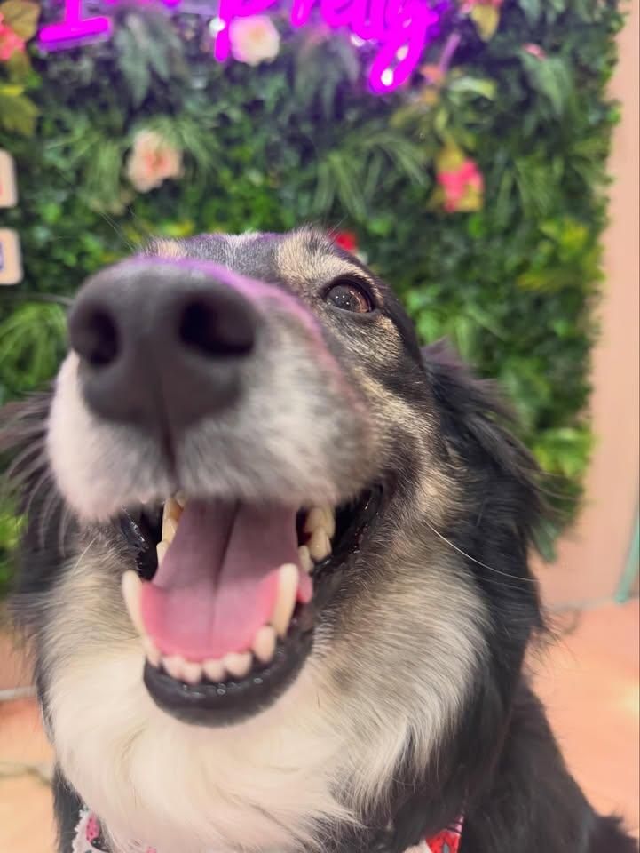 All Photos for Sweet Pearl's Ice Cream in Garland, TX