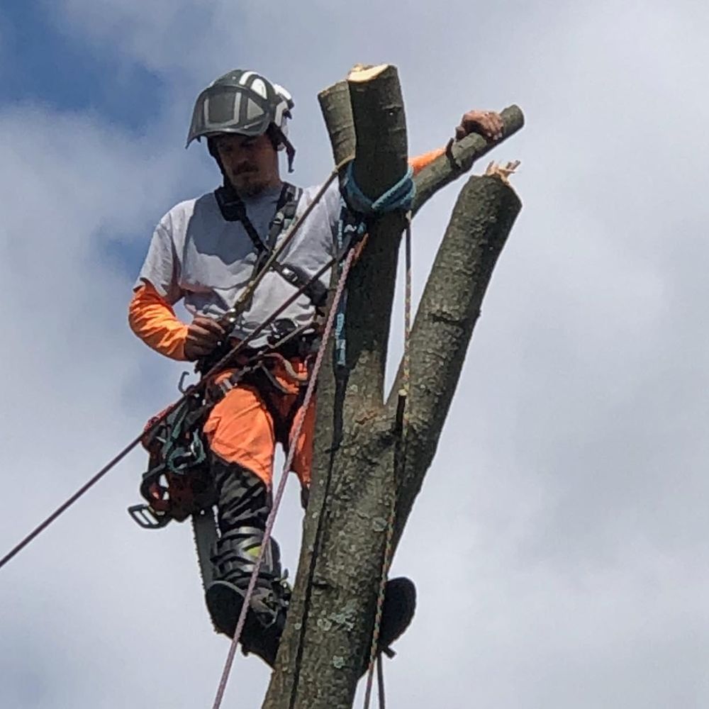 All Photos for JJ Tree Service in Gibsonia, PA