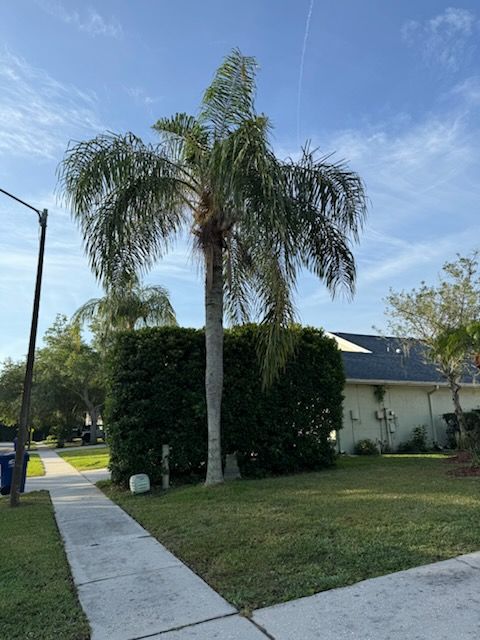 All Photos for Elevation Tree Service in Holiday, FL