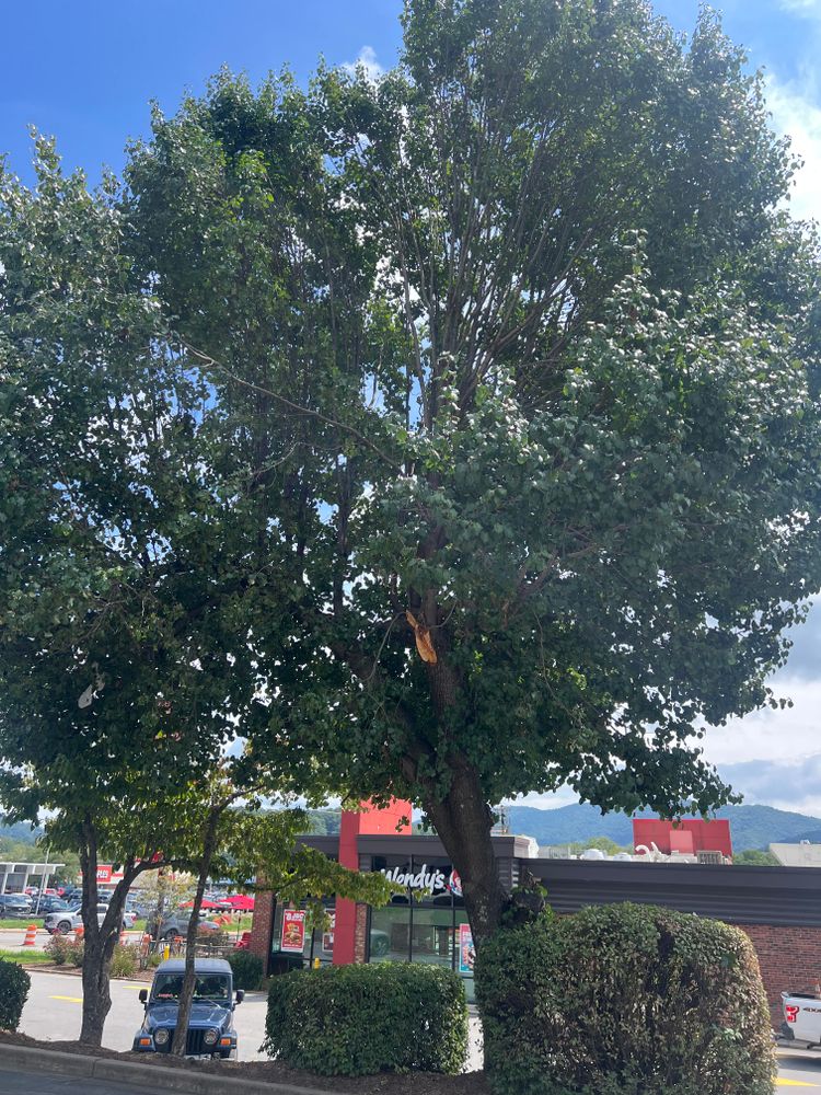 All Photos for Ground To Sky Tree Care in Asheville, North Carolina