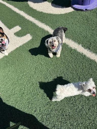 All Photos for Curbside Clips Mobile Grooming in Roachdale, Indiana