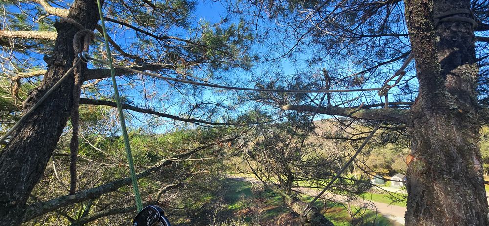 All Photos for George Staddan's Professional Tree Care in Placerville, CA