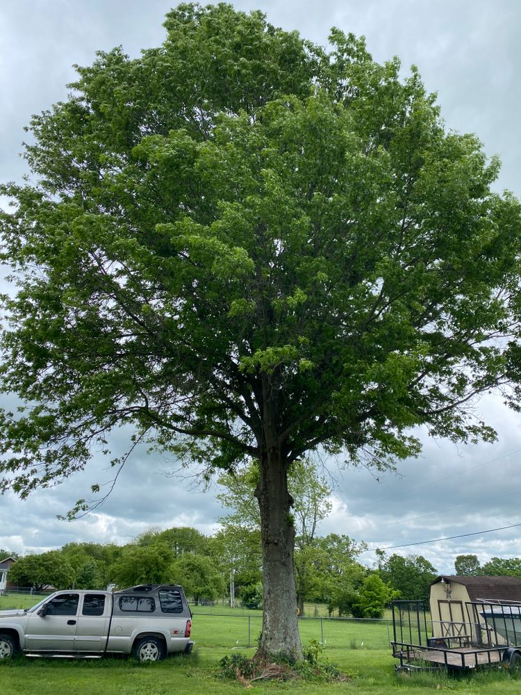 All Photos for Houtz Tree Service in Lexington, KY