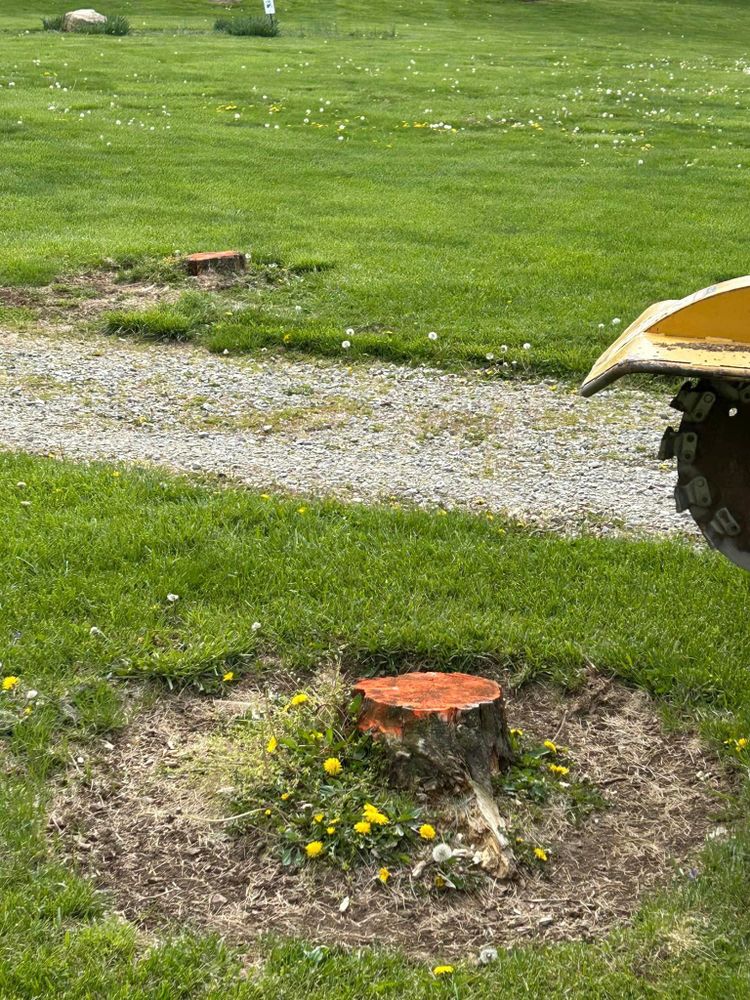 Our Stump Removal service efficiently eliminates tree stumps from your property, ensuring a seamless and safe environment for you as a homeowner. for Dig-It Tree Company in , 