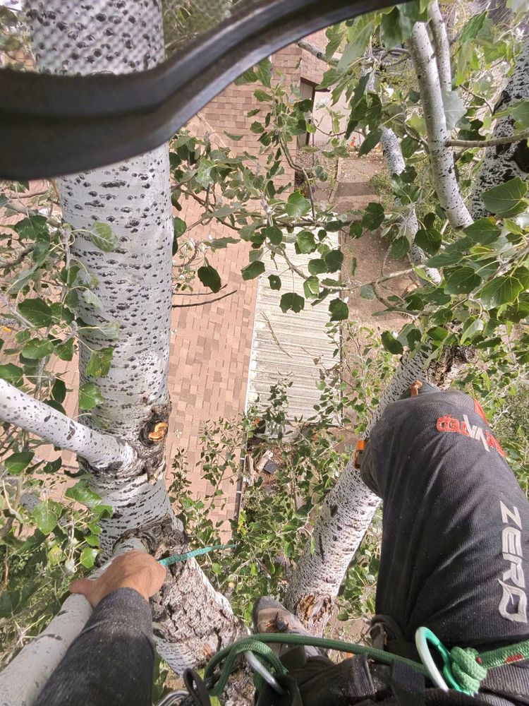 All Photos for Elevated Tree Care in Gillette, WY