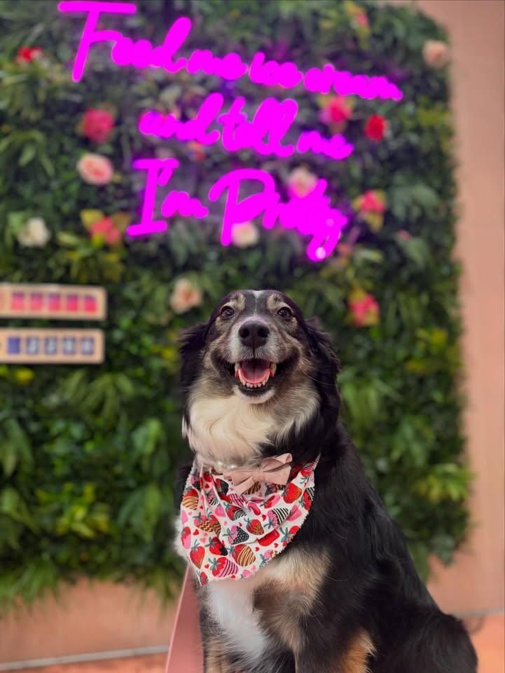 All Photos for Sweet Pearl's Ice Cream in Garland, TX