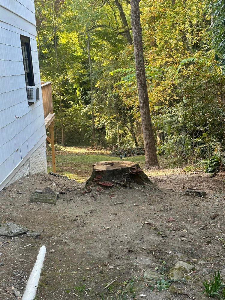 Tree Removal for Moore’s Tree Service in Chesnee, SC