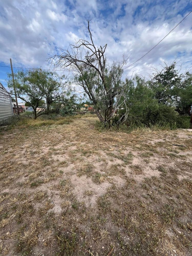 All Photos for Lion In The Tree Trimming Service in Big Spring, TX