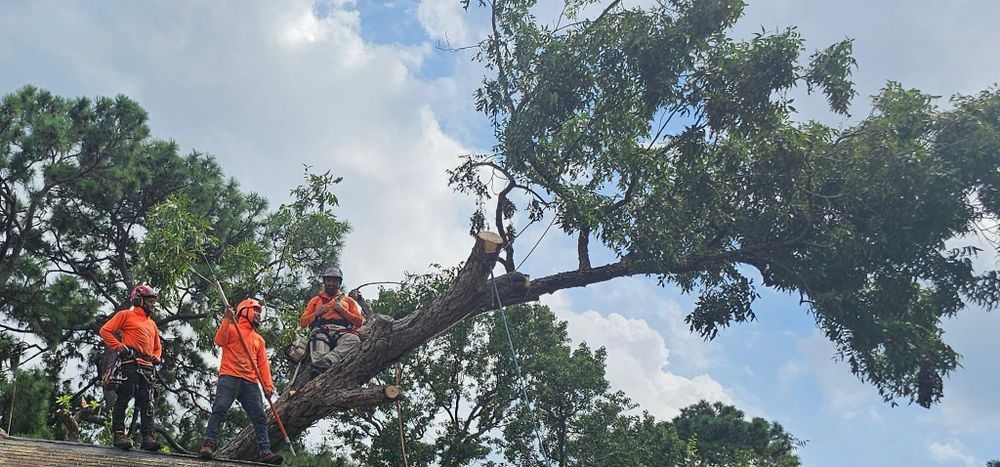 All Photos for Servin's Tree Care  in Houston, TX