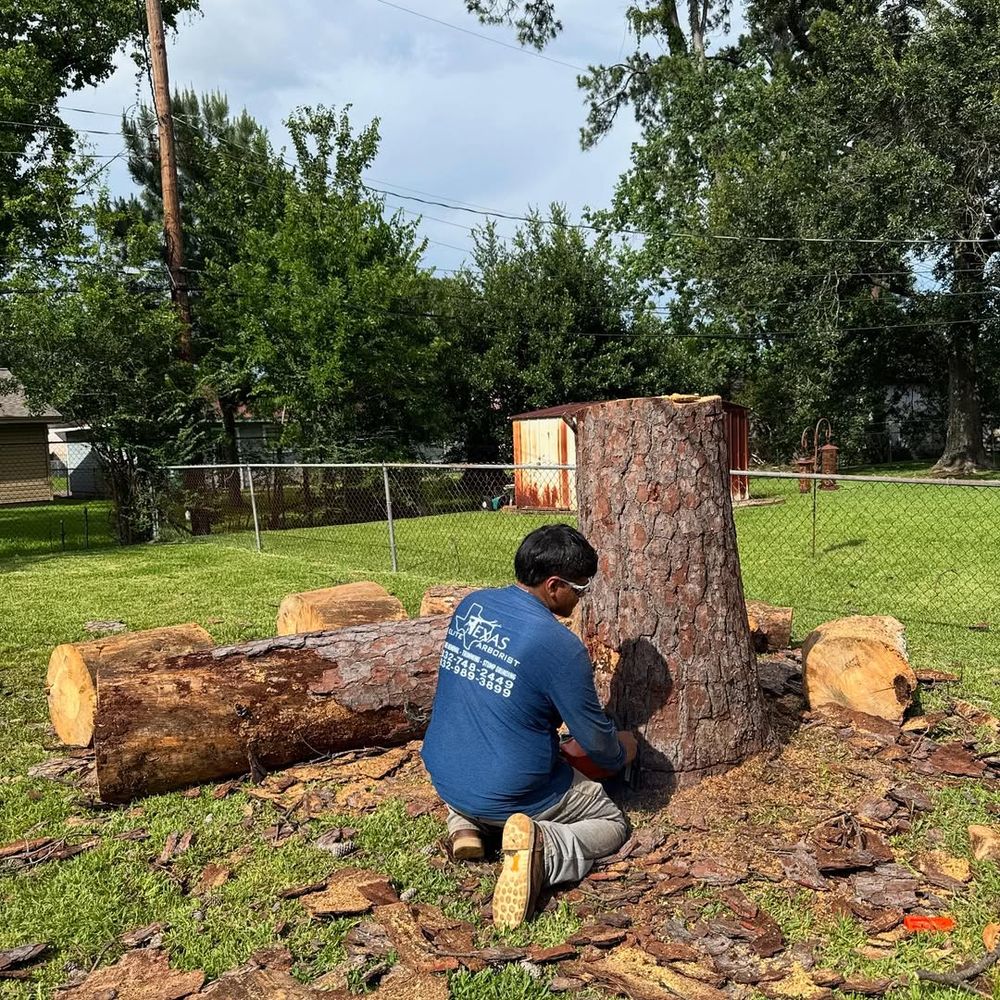 Tree Removal for Texas Elite Arborist in Houston, TX
