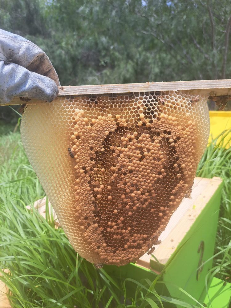 Safe bee box relocation