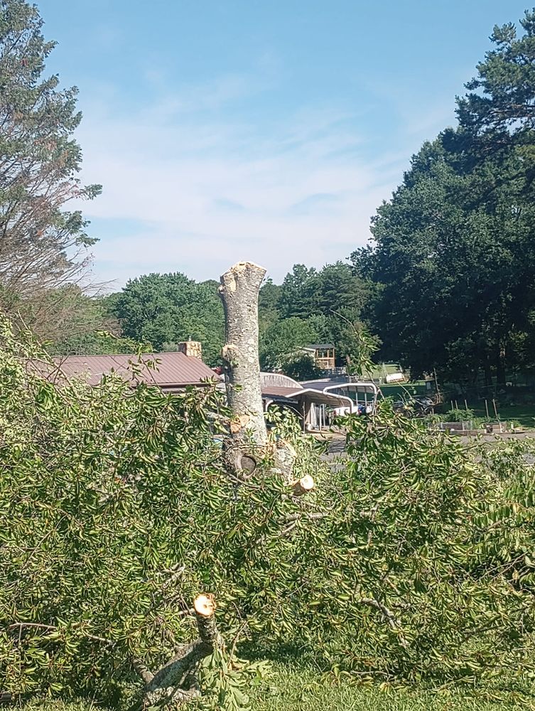 Tree Removal for Backwoods Tree Experts in Hickory, NC