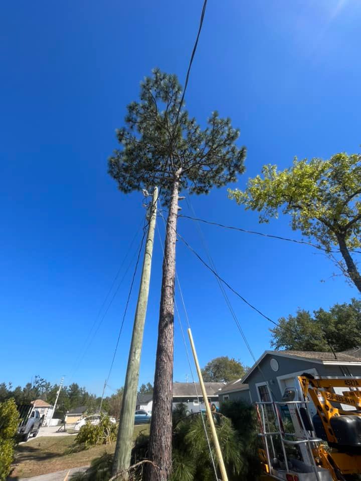 Tree Trimming and Removal for McGraw’s Lawn and Tree Service in DeLand, FL