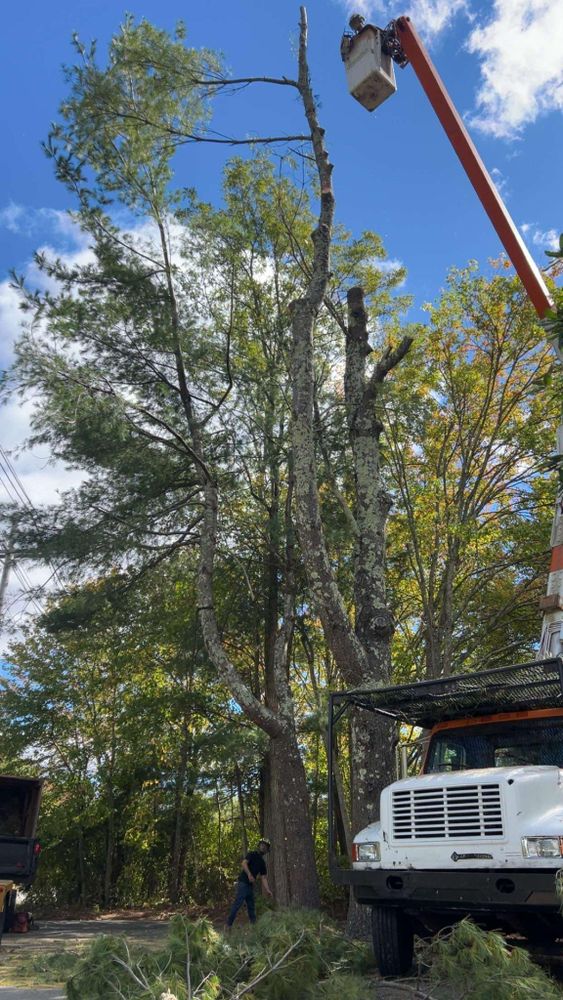 All Photos for Dwights Tree Service LLC in Middleborough, MA