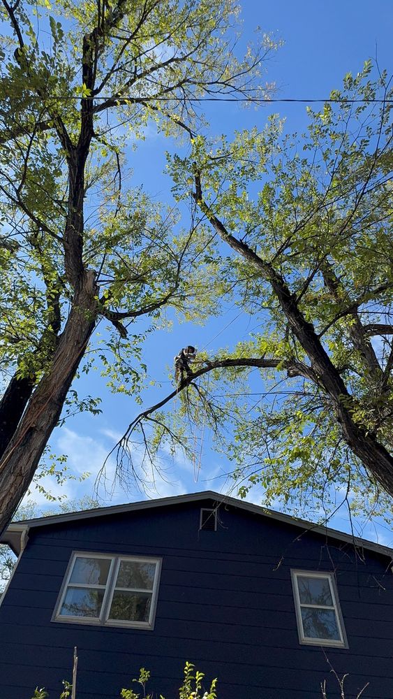 All Photos for Elevated Tree Care in Gillette, WY