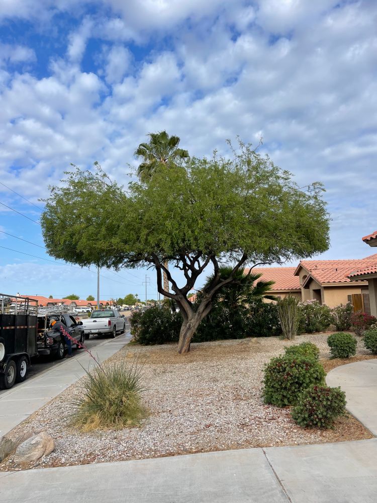 All Photos for Oliver L. Palm & Tree services in Yuma County, AZ
