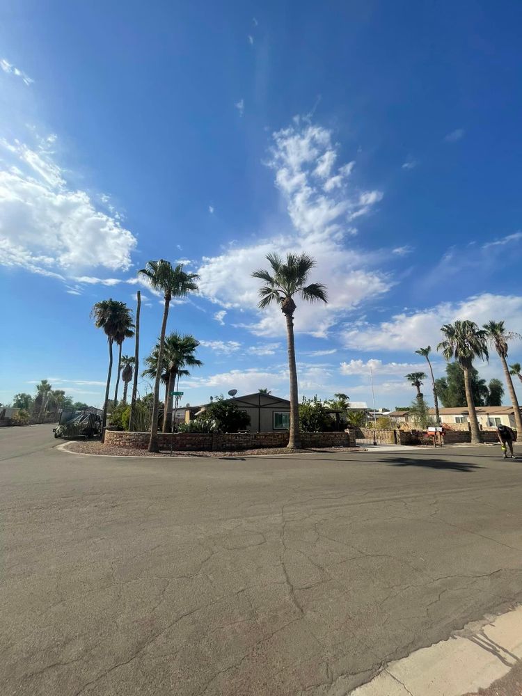 All Photos for Oliver L. Palm & Tree services in Yuma County, AZ