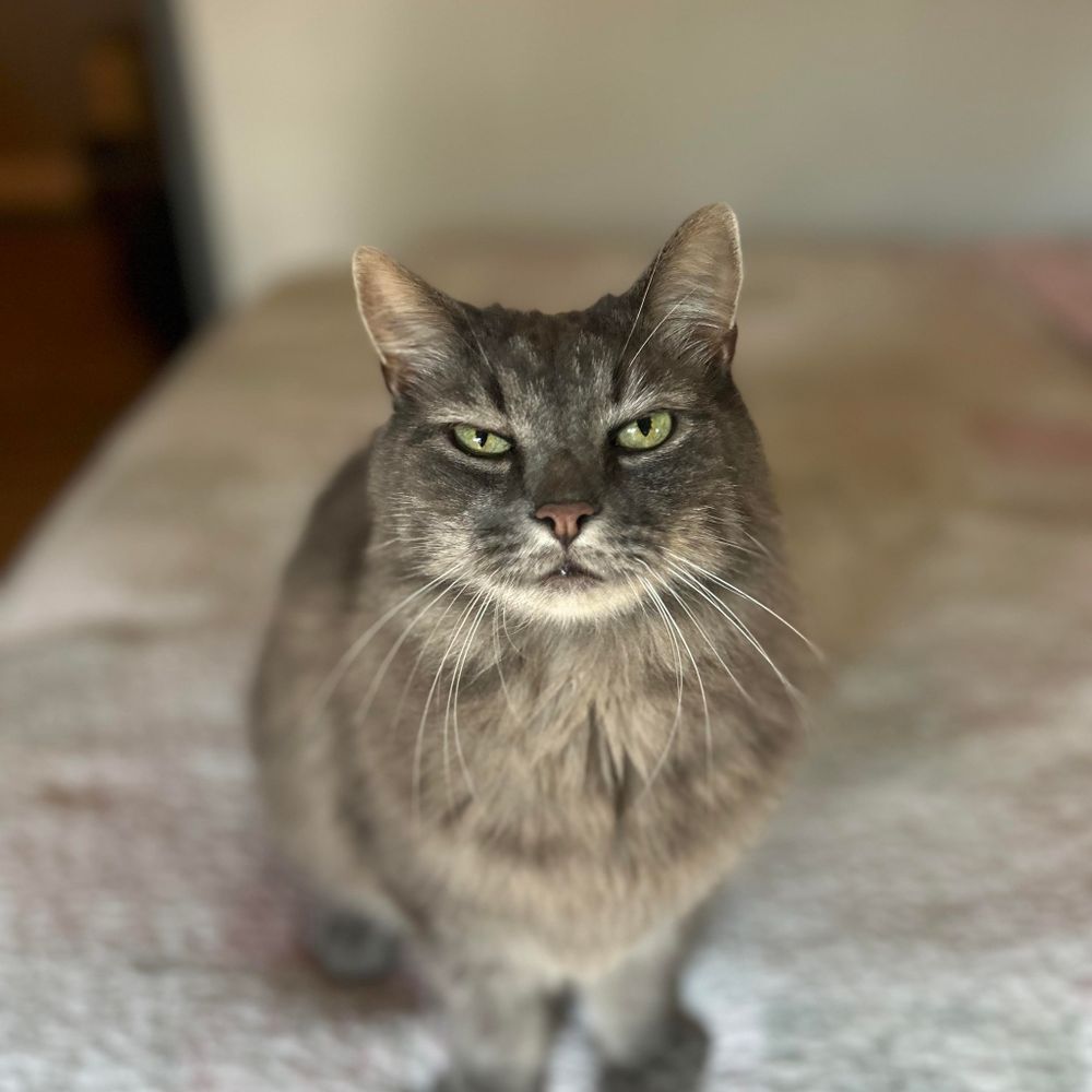 Animal Rescue Service for Sullivan Sanctuary of Maine in Brunswick, ME