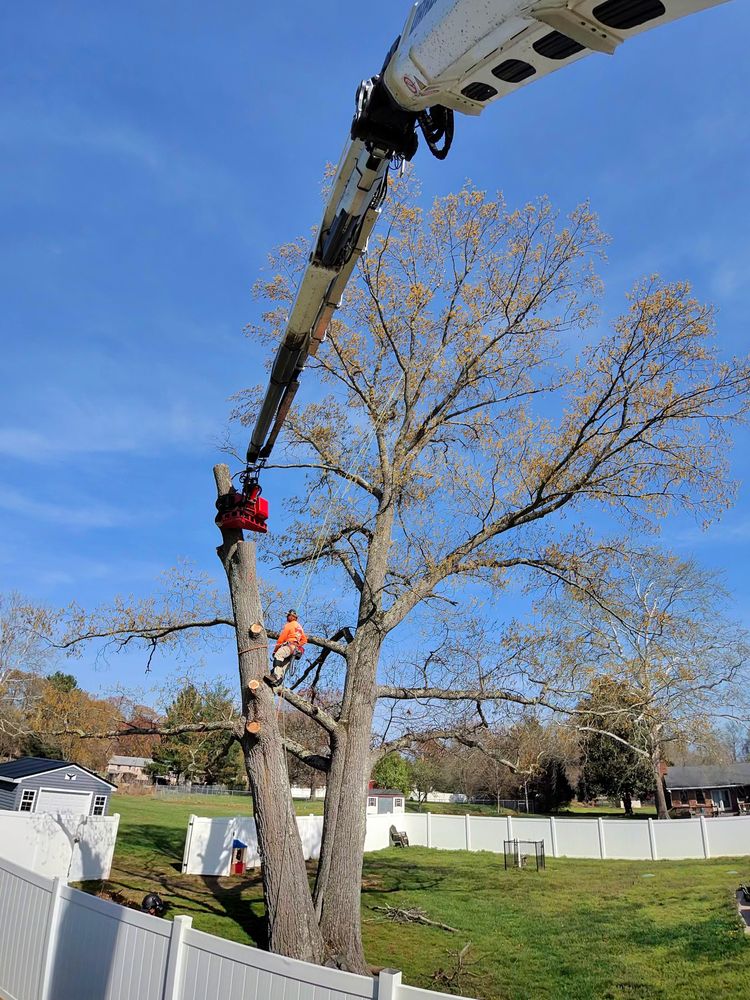 All Photos for Darbie's Tree Service in Newburg,  MD