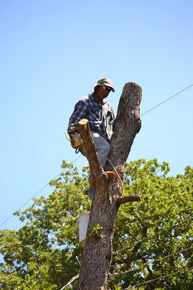 Tree Services for Classic cut tree trimming and removal in Arlington, TX