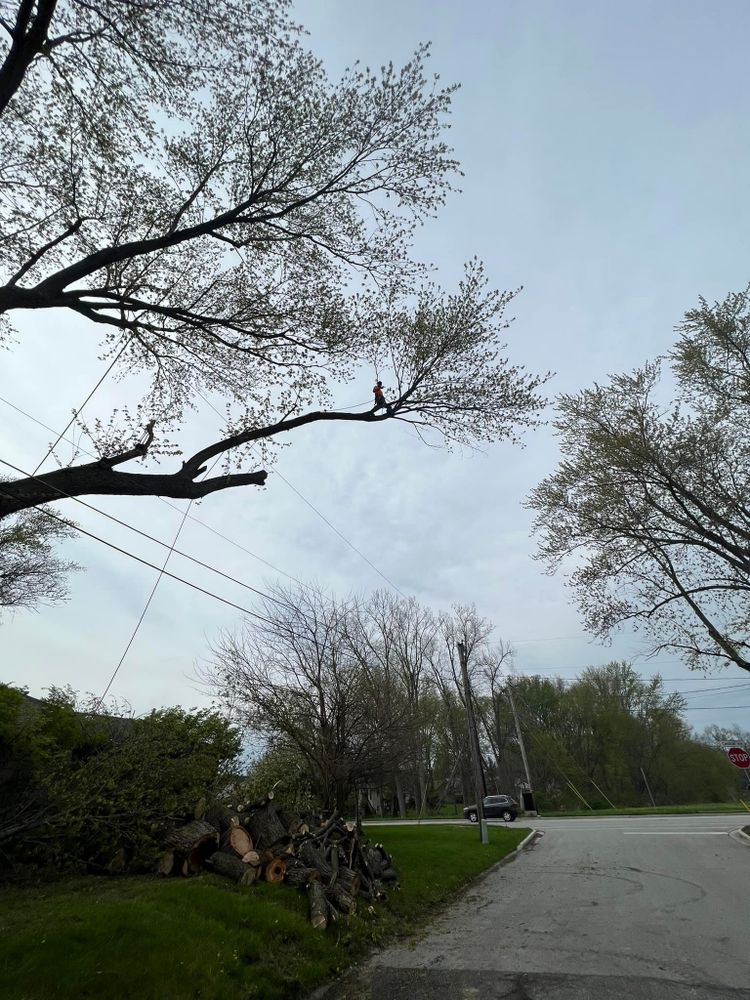 Tree Removal for Hunnicutt’s Tree Service L.L.C. in Monticello, IN