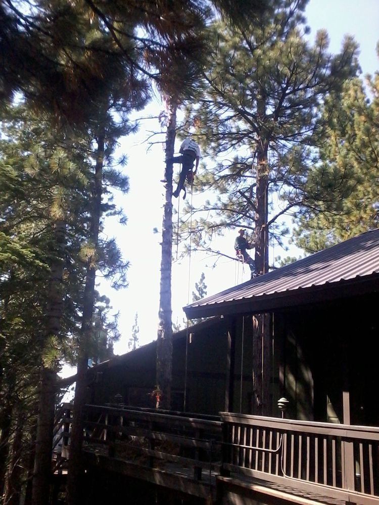 Our professional Tree Trimming service will enhance the aesthetic appeal and overall health of your trees, ensuring we thrive for years to come while mitigating potential hazards. for Rockwood Tree Service in Incline Village,  NV