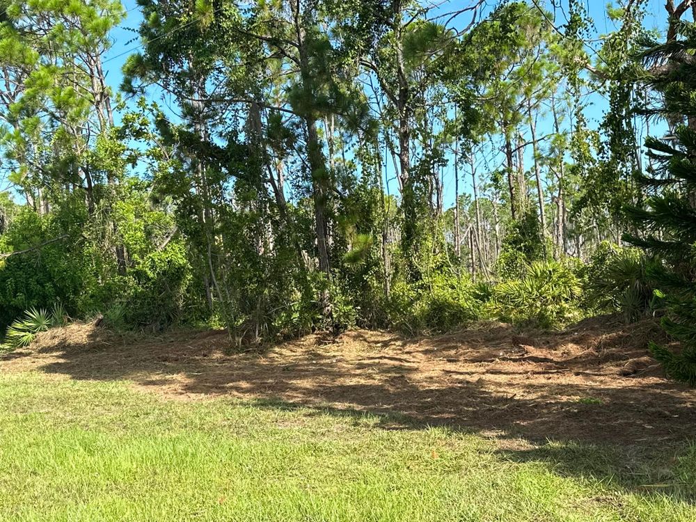 Tree Removal for MX Trees LLC in Englewood, FL