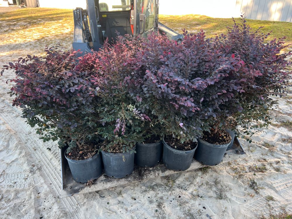 All Photos for Roberts Lawn & Landscape in Steinhatchee, FL