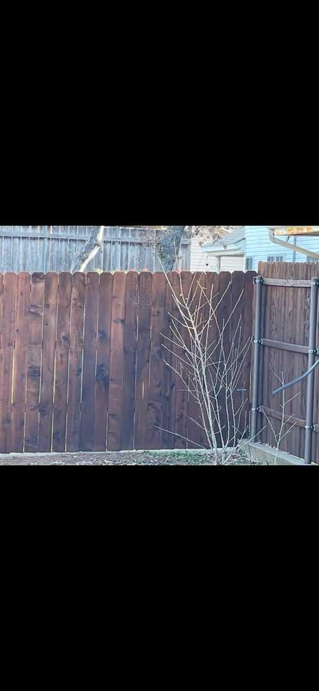 All Photos for CDagwood Fencing in Mineral Wells, TX