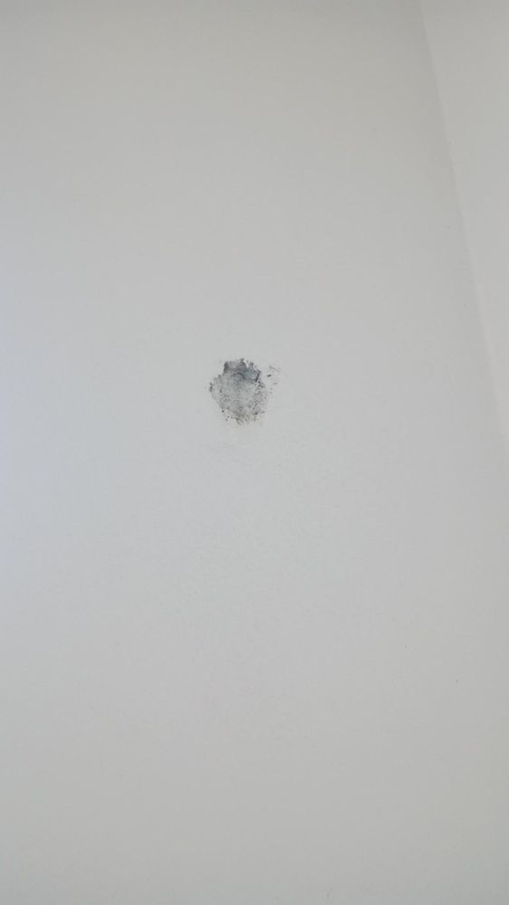 All Photos for Escorpio Painting in Tampa, FL