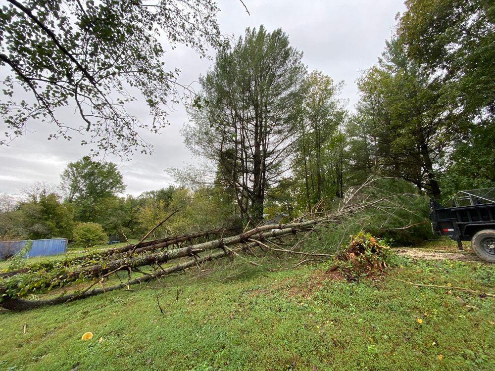 All Photos for Houtz Tree Service in Lexington, KY