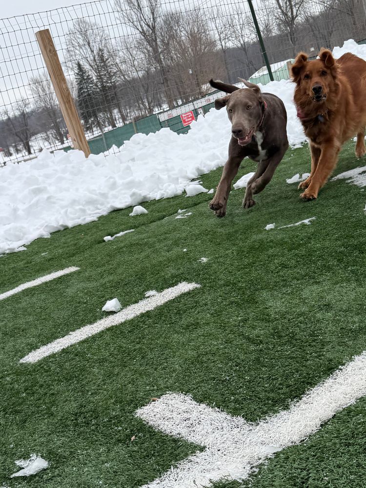 All Photos for Curbside Clips Mobile Grooming in Roachdale, Indiana