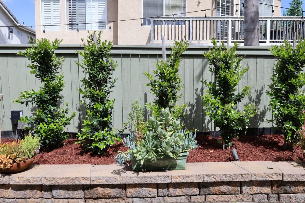 With 30+ years of tree care expertise, we source and train high-quality trees like Olive, Crepe Myrtle, and Ficus. Serving Orange County, we help homeowners select the perfect tree for their landscape. Need a specific tree? We’ll source it for you! for ARKADIA in Orange County, CA