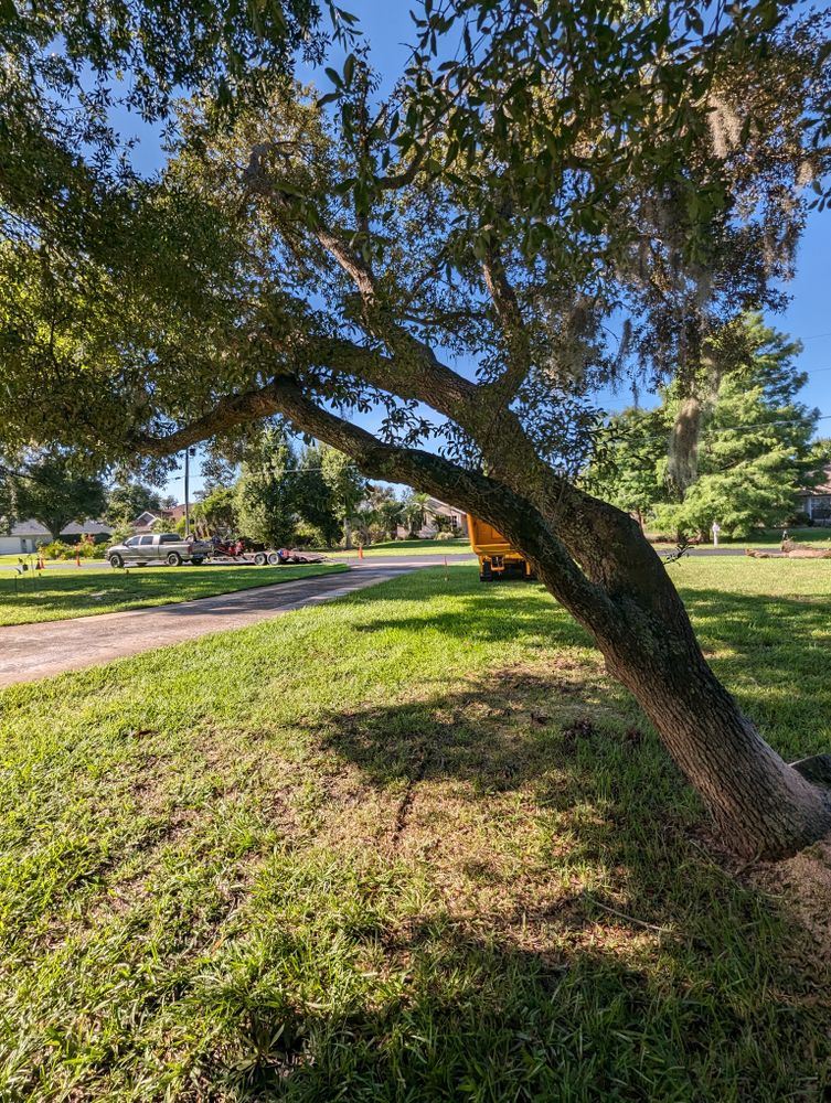 All Photos for Regal Tree Service and Stump Grinding in Wauchula, FL