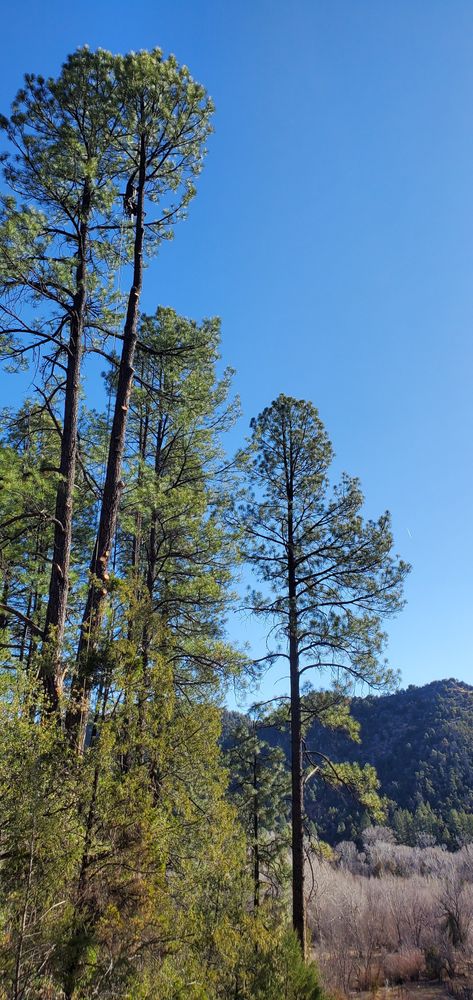 All Photos for StockPro Tree Specialists in Show Low, AZ